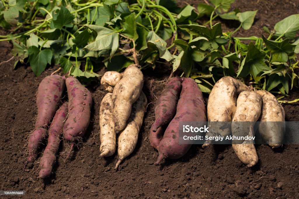 Different grade of sweet potato. Growing white and purple sweet potato. Bulbs of white and purple sweet potato on black soil with green leaves on background. Sweet Potato Stock Photo