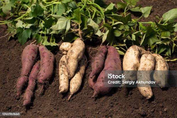 Different Grade Of Sweet Potato Growing White And Purple Sweet Potato Stock Photo - Download Image Now