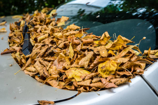 istock Windshield full of autumn leaves 1344944257