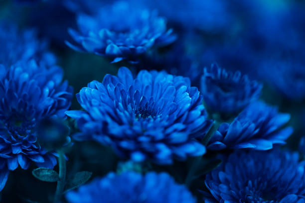 Beautiful chrysanthemum close up. Flower background, garden flowers. Horizontal flowers art background. Beautiful chrysanthemum close up. Flower background, garden flowers. Horizontal flowers art background. bluebell photos stock pictures, royalty-free photos & images