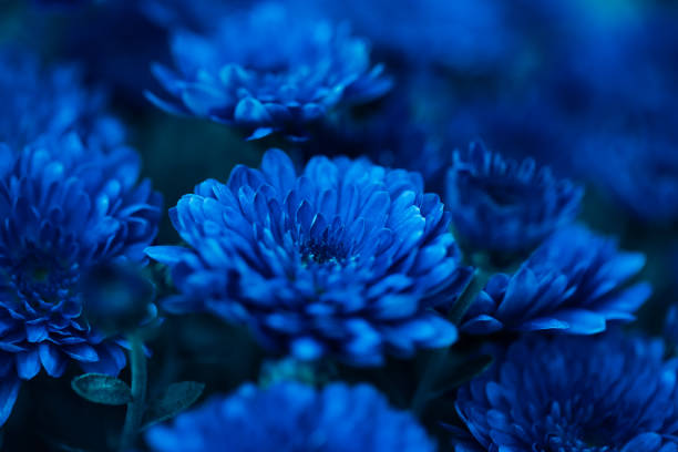 beautiful chrysanthemum close up. flower background, garden flowers. horizontal flowers art background. - bluebell bildbanksfoton och bilder