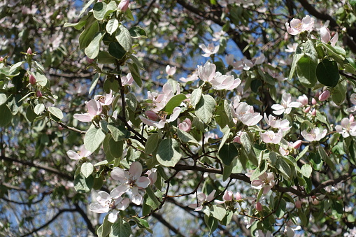 Numerous pinkish white flowers of quince tree against blue sky in April