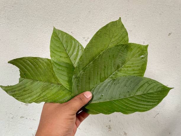 istock Kratom (Mitragyna speciosa) Mitragynine. Drugs and Narcotics, Kratom leaf in hand 1344947344