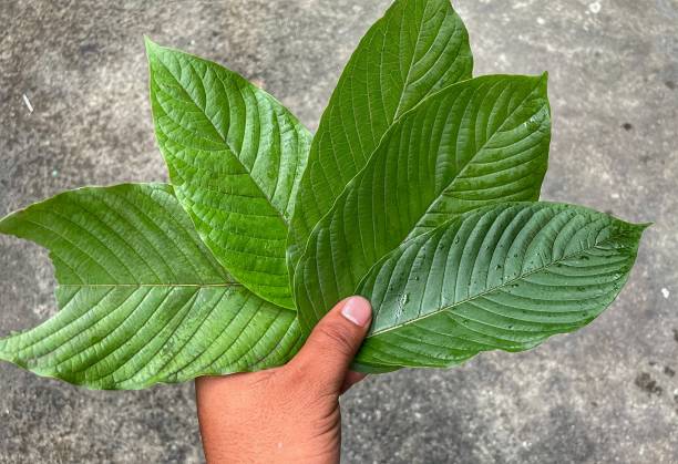 istock Kratom (Mitragyna speciosa) Mitragynine. Drugs and Narcotics, Kratom leaf in hand 1344947364