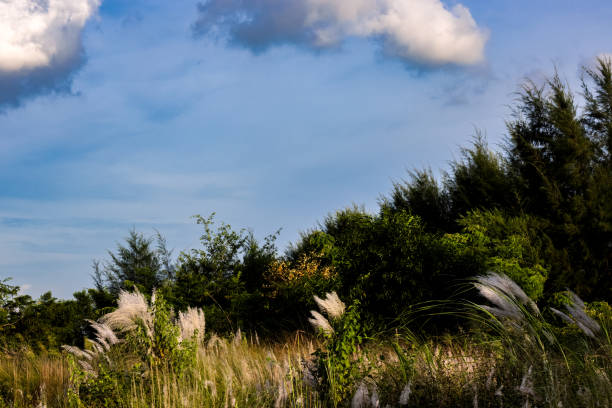 Green forest near the sea beach with various plants