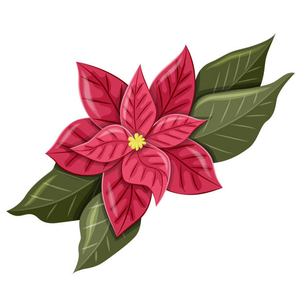 ポインセチアの花は白い背景に隔離されています。クリスマスカードや新年カードのデザインのための新年のシンボル。 - isolated on white growth symbol poinsettia点のイラスト素材／クリップアート素材／マンガ素材／アイコン素材