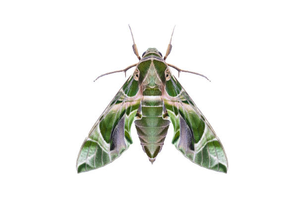 Oleander hawkmoth (Daphnis nerii) isolated on white background with clipping path, night insect, night butterfly stock photo