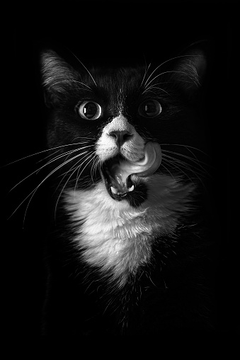 Black and White Cat with Its Tongue Out