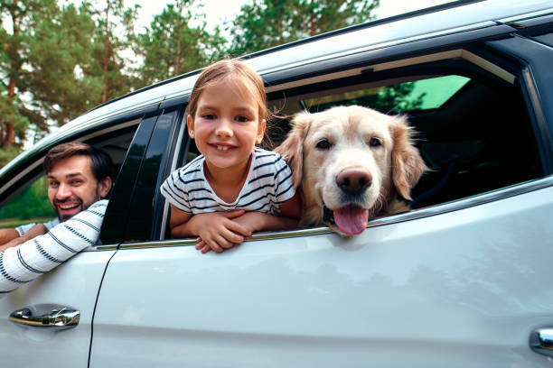 Family with dog in the car A cute little girl child with her friend dog labrador and parents go to the weekend cheerfully looking out of the car window. Leisure, travel, tourism. family in car stock pictures, royalty-free photos & images