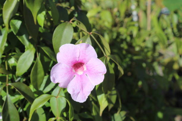 istock blossoming trumpet flower 1344955536