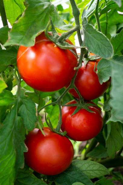istock Fresh red tomatoes on a branch 1344957354