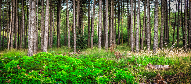 Wide image with green ferns between the pine tree trunks in the Belgian forest. Mechelse Heide, National Park Hoge Kempen, Limburg, Belgium.
