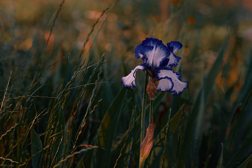 Iris flower in a botanical garden.