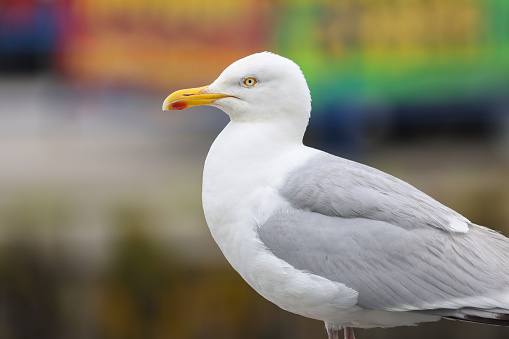 Seagull is standing on the rock with blue sky background.