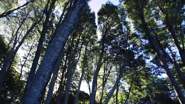 View from below of the trees in a Bariloche forest