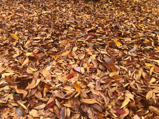 istock Carpet of fallen leaves 1344962332
