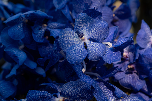 background of dark blue orchids Vanda Coerulea. Blurred background