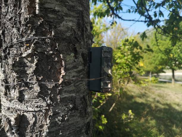 istock camera trap camouflaged in the woods 1344963856
