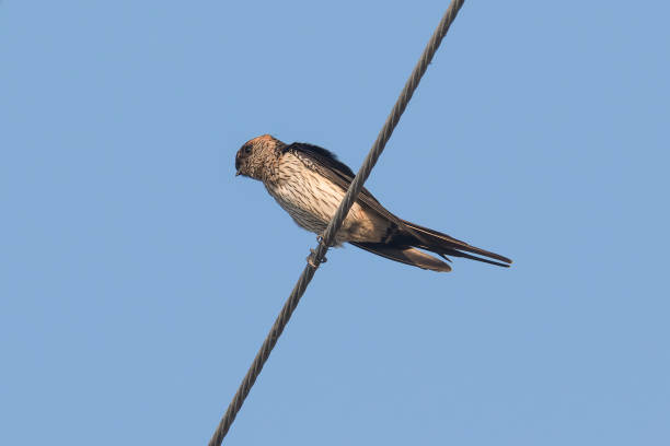 Red-rumped Swallow An Asian Red-rumped Swallow on a cable red rumped swallow stock pictures, royalty-free photos & images