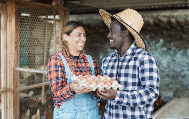 istock Multiracial farmer people holding fresh organic eggs inside henhouse - Multi generational farmer worker laughing 1344966649