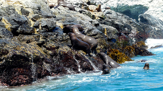 The sea lion is a species of pinniped mammal of the Otarid family that inhabits rocky coasts and coastal waters.