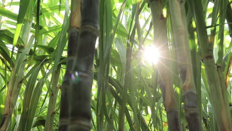Agricultura em Alagoas: Cana-de-açúcar é o Principal Produto. Imagem: Istockphoto.com Agricultura em Alagoas: Cana-de-açúcar é o Principal Produto. Imagem: Istockphoto.com