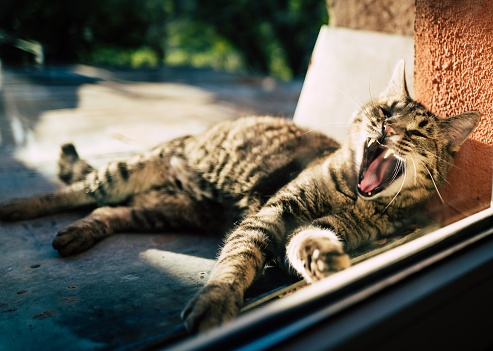 Color image depicting a lazy, sleeping tortoiseshell cat lying down and yawning.