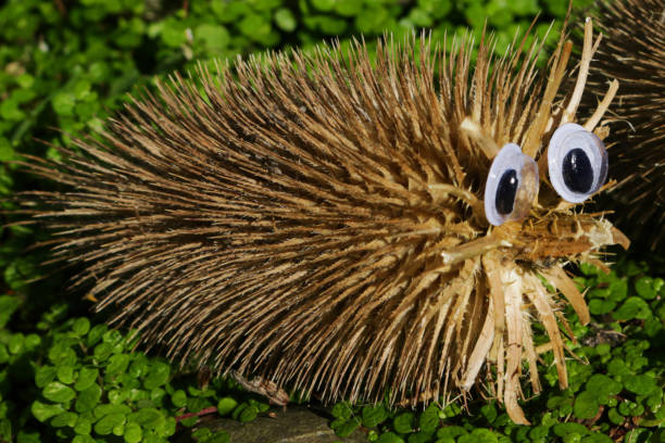 Stock photo showing close-up view of humorous craft project with common teasel (Dipsacus fullonum) seed head made into a hedgehog using googly eyes