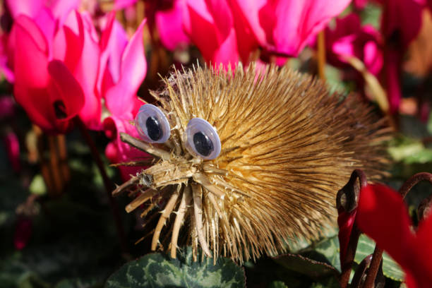 Stock photo showing close-up view of humorous craft project with common teasel (Dipsacus fullonum) seed heads made into a hedgehog using googly eyes.