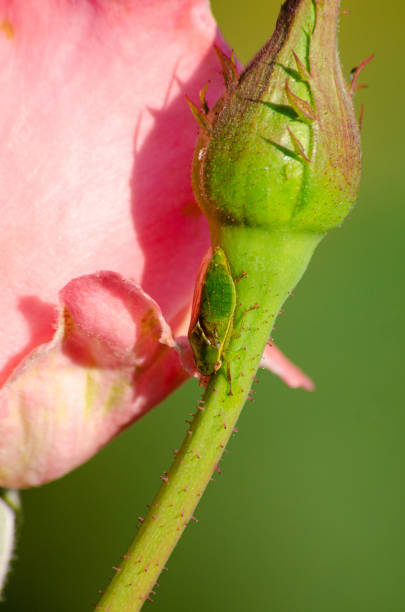 istock Macro. Details of the macro world with its colors and textures, selective focus. 1344971883