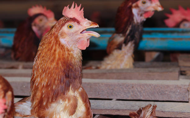 istock Healthy hens are on farm 1344973027