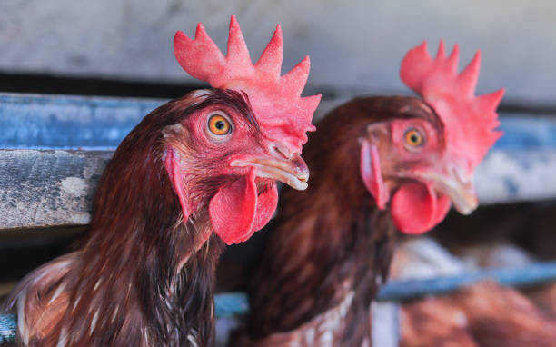 istock Healthy hens are on farm 1344973438