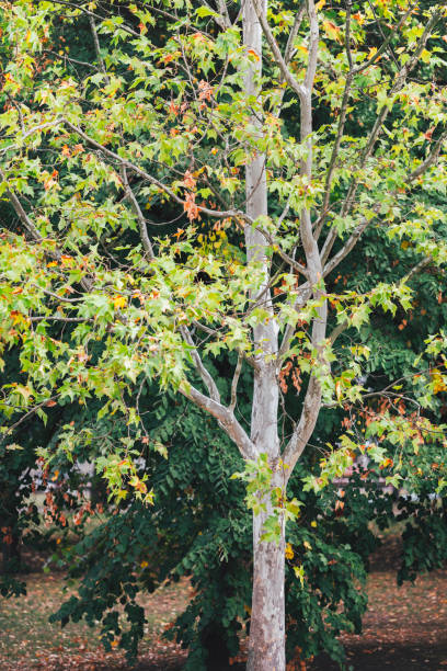 Beautiful American sycamore tree (Platanus occidentalis) closeup in autumn.