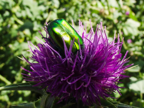 istock a beatle collects nectar on a purple thistle flower 1344975664