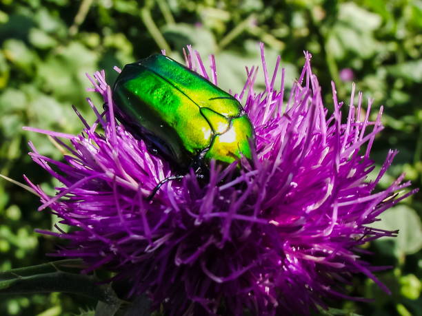istock a beatle collects nectar on a purple thistle flower 1344975667