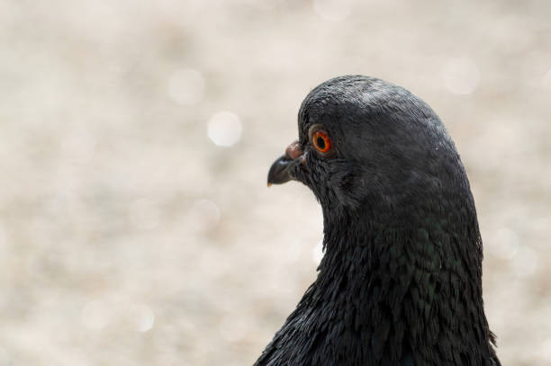 istock close-up of a pigeon on a light beige background 1344977889
