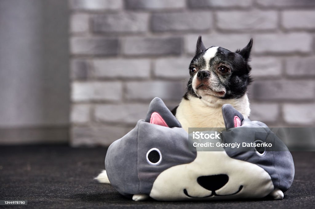 Cute chihuahua puppy with big pokemon toy in studio Cute chihuahua puppy with big pokemon toy in studio. Animal Stock Photo