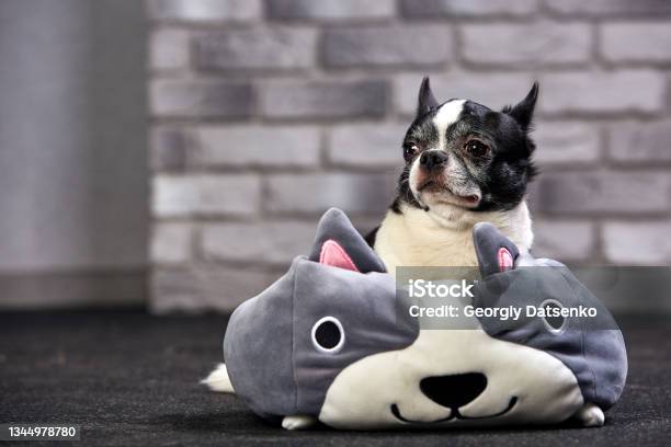 Cute Chihuahua Puppy With Big Pokemon Toy In Studio Stock Photo - Download Image Now