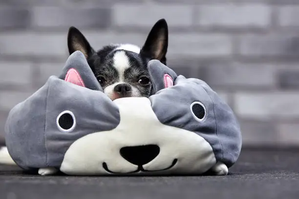 Cute chihuahua puppy with big pokemon toy in studio.