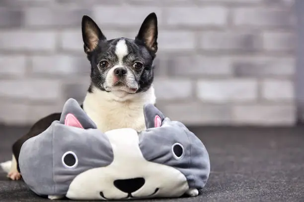 Cute chihuahua puppy with big pokemon toy in studio.