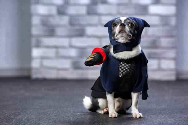 funny chihuahua in a ninja suit, studio shot.