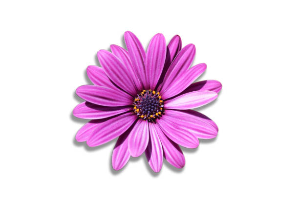 istock Purple dahlia isolated on white background 1344979107