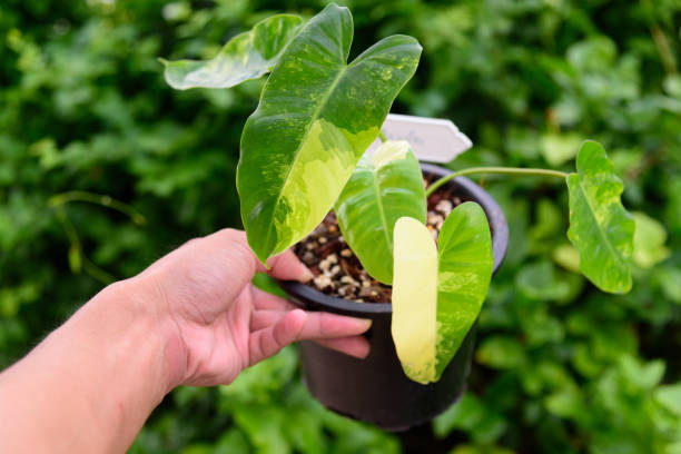 istock philodendron burle marx variegated in black pot 1344979151