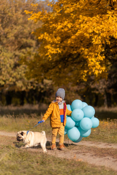 маленький мальчик с охапкой воздушных шаров и мопсом гуляет в осеннем парке. желтые деревья и синие шары. стильный ребенок. счастливое детс� - dog walking child little boys стоковые фото и изображения
