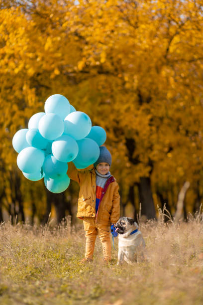 маленький мальчик с охапкой воздушных шаров и мопсом гуляет в осеннем парке. желтые деревья и синие шары. стильный ребенок. счастливое детс� - dog walking child little boys стоковые фото и изображения