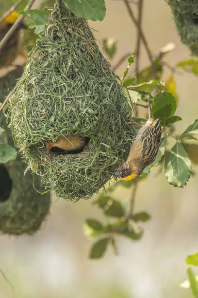 istock Baya Weavers building nest 1344981354