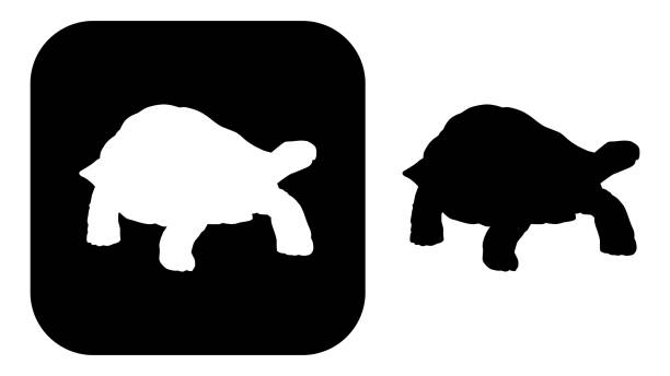 schwarz-weiß-schildkröten-ikonenschwarze und weiße schildkröten-ikonen - landschildkröte stock-grafiken, -clipart, -cartoons und -symbole