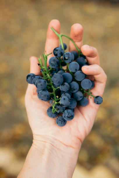 istock Garden blue grapes in a hand 1344981572