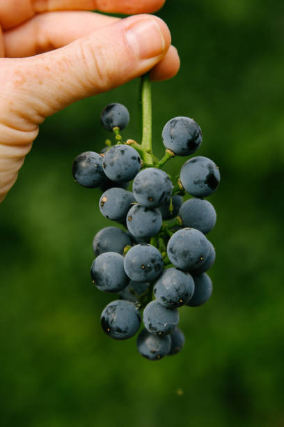 istock Hand holding blue grapes from the garden 1344981580