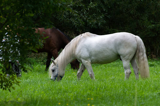 A white horse with blue eyes has its muzzle resting on the grass, nibbling on the delicious herbs. It is next to a pine trunk. The hair on his head and neck is also white. La Cañada-Herradón de Pinares (Ávila-Castile and León-Spain)